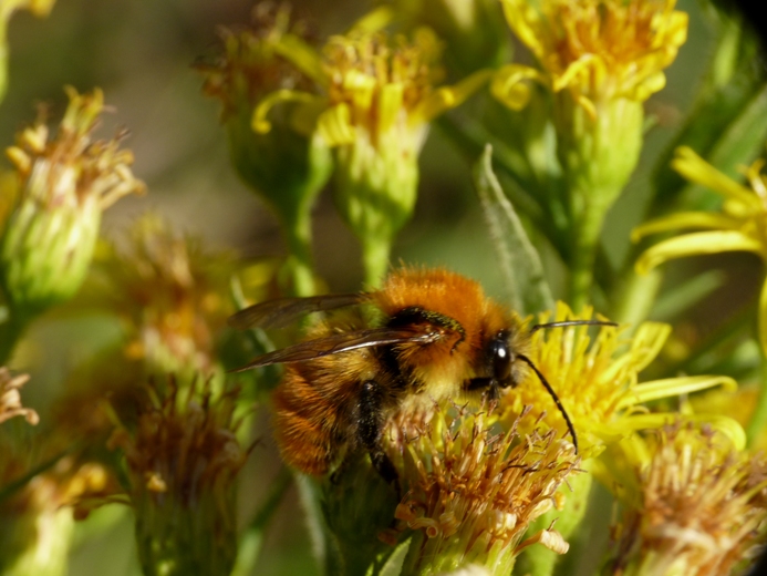 Bombo (Bombus cfr pascuorum) ...storpio